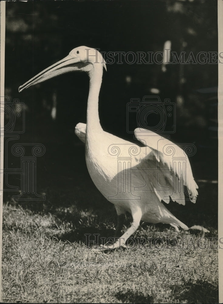 1925 Press Photo the amazing Pelican - Historic Images