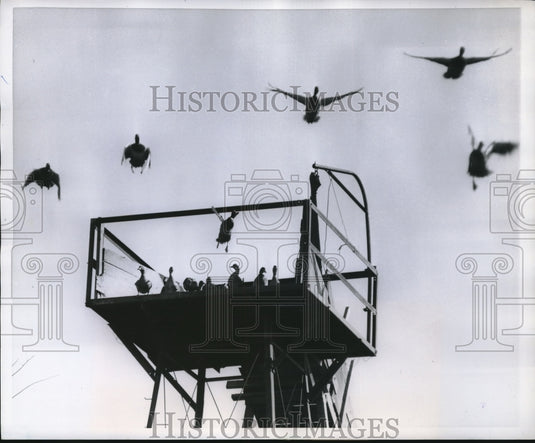 1959 Press Photo Mallards Leaving a Tower at Wing & Fin Hunting & Fishing Club - Historic Images