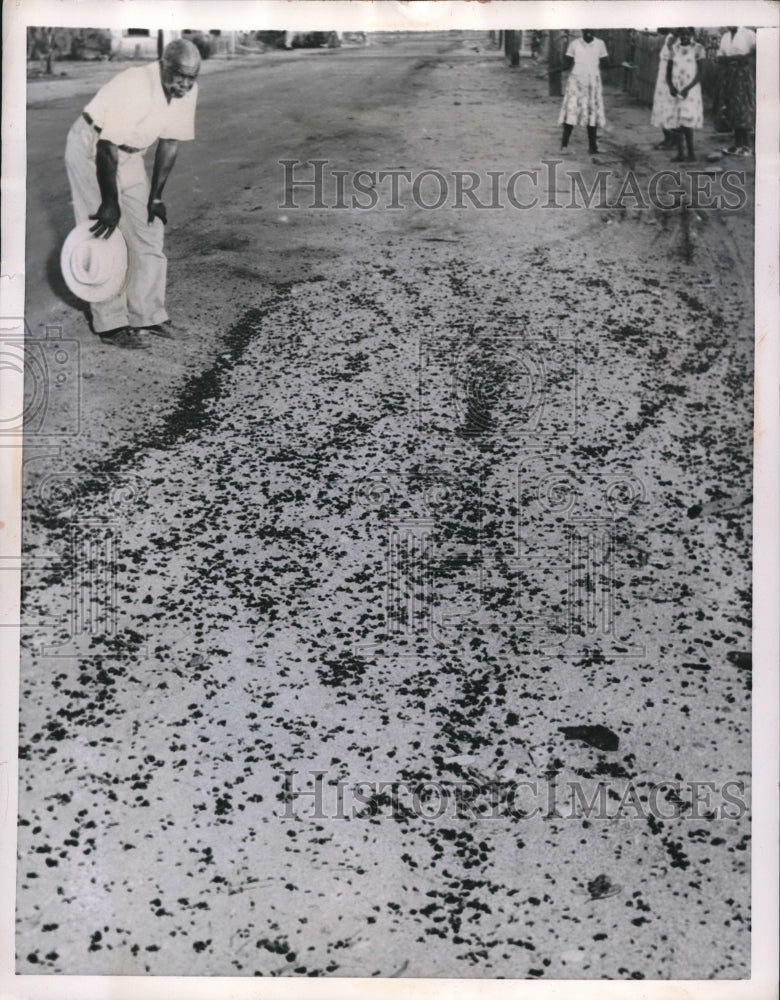 1956 Press Photo Phoenix, Ariz, Jesse Garrett &amp; swarms of army ants - Historic Images