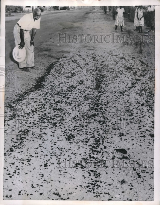 1956 Press Photo Phoenix, Ariz, Jesse Garrett & swarms of army ants - Historic Images