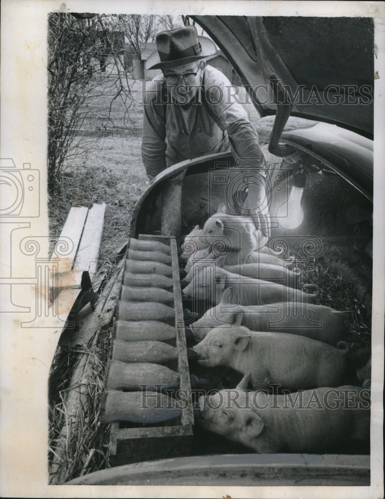 1959 Press Photo Nashville, Tenn Fred Scott &amp; pigs at Cumberland school - Historic Images