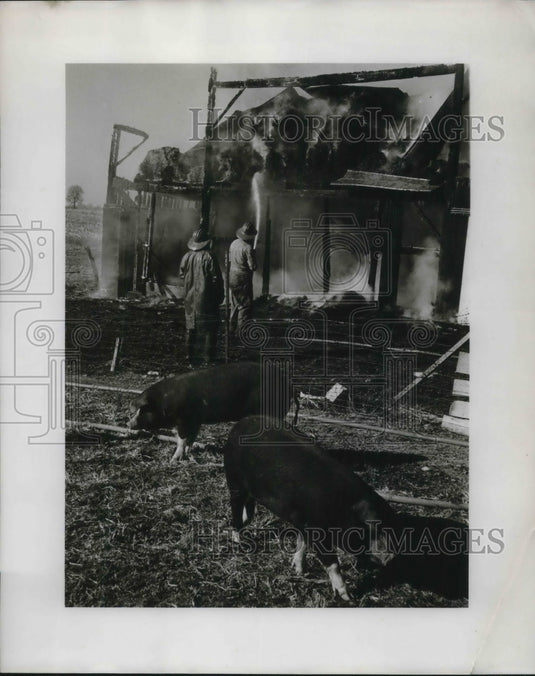 1959 Press Photo hogs ambivalent as fire rages at Roy Everroad's barn-Historic Images