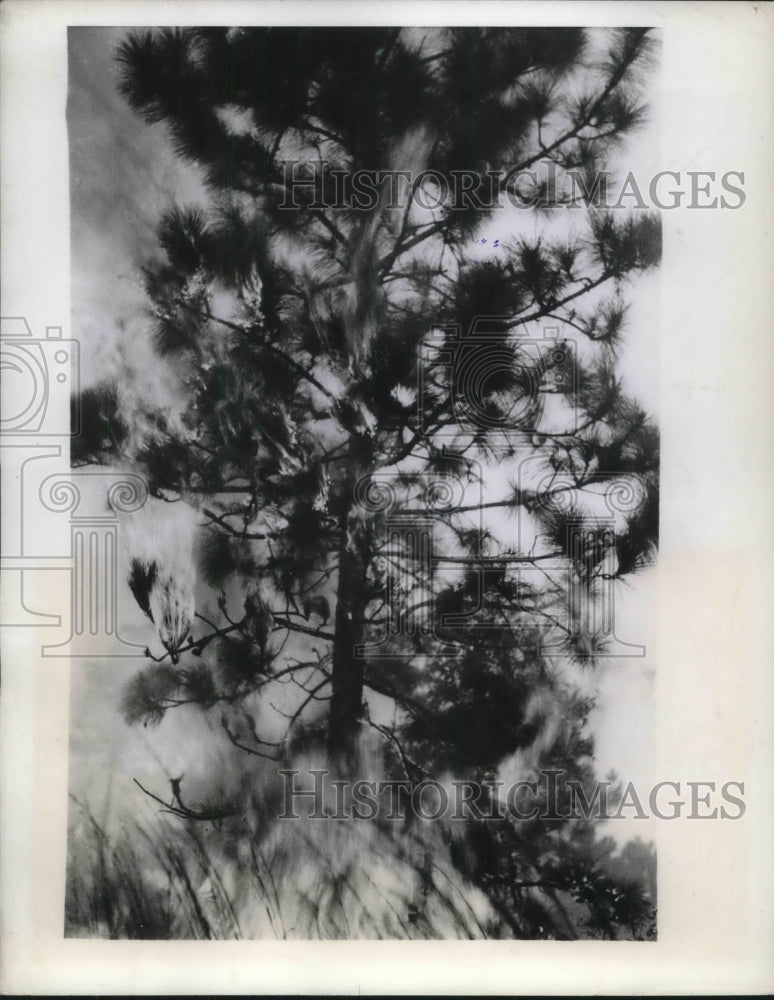 1944 Fire Burning Down Pine Trees - Historic Images