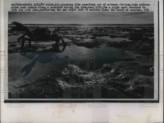 1967 Press Photo Crab walking along sandbanks on Miami Beach Florida - Historic Images