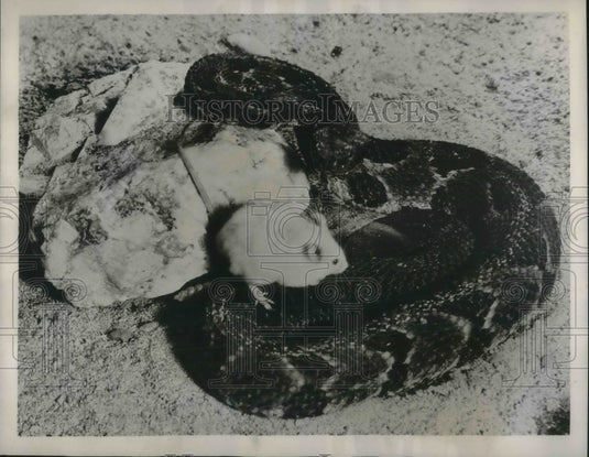 1939 Mouse lies down with a Big Timber Rattlesnack - Historic Images