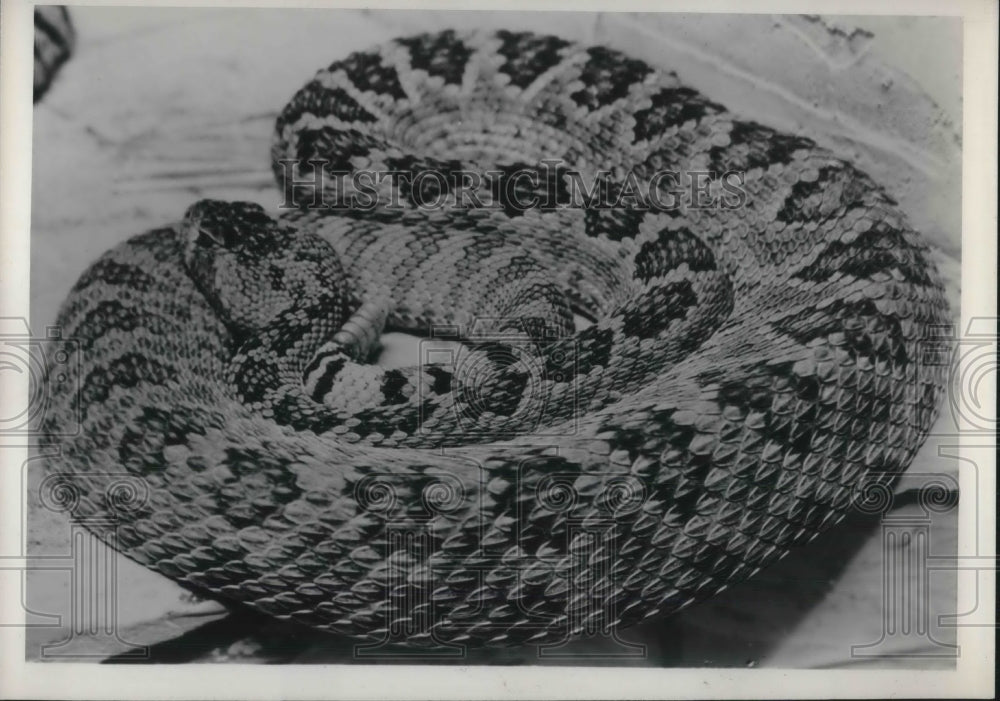 1939 Rattlesnake Curled Up - Historic Images