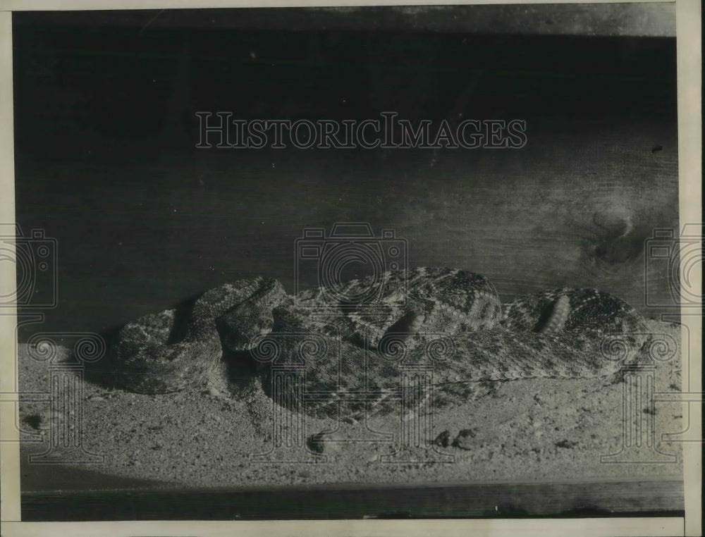 1936 Press Photo Rattlesnake in Dirt-Historic Images