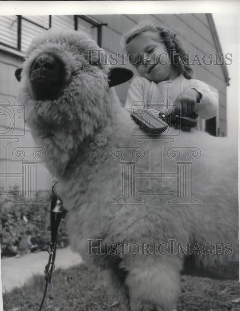 1957 Press Photo Child Brushes The Fleece Of Her Pet Sheep Named Bambi - Historic Images