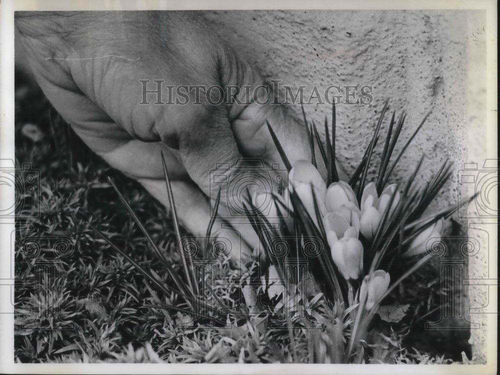 1968 Press Photo A Cleveland, Ohio resident admire crocus flowers - Historic Images