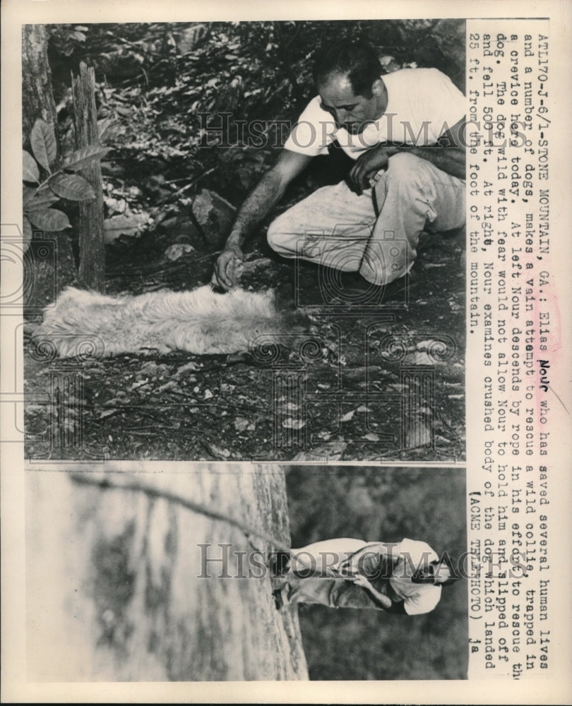 1949 Press Photo Elias Nour Makes Vain Attempt to Rescue Wild Collie in Georgia - Historic Images