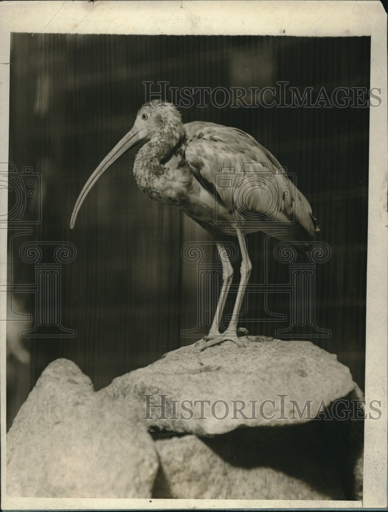 1927 Press Photo Scarlet Ibis of North America at Zoo - Historic Images