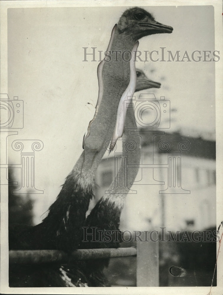 1925 Press Photo Goofy Ostriches With Long Necks Peer Over the Horizon Look Mean - Historic Images