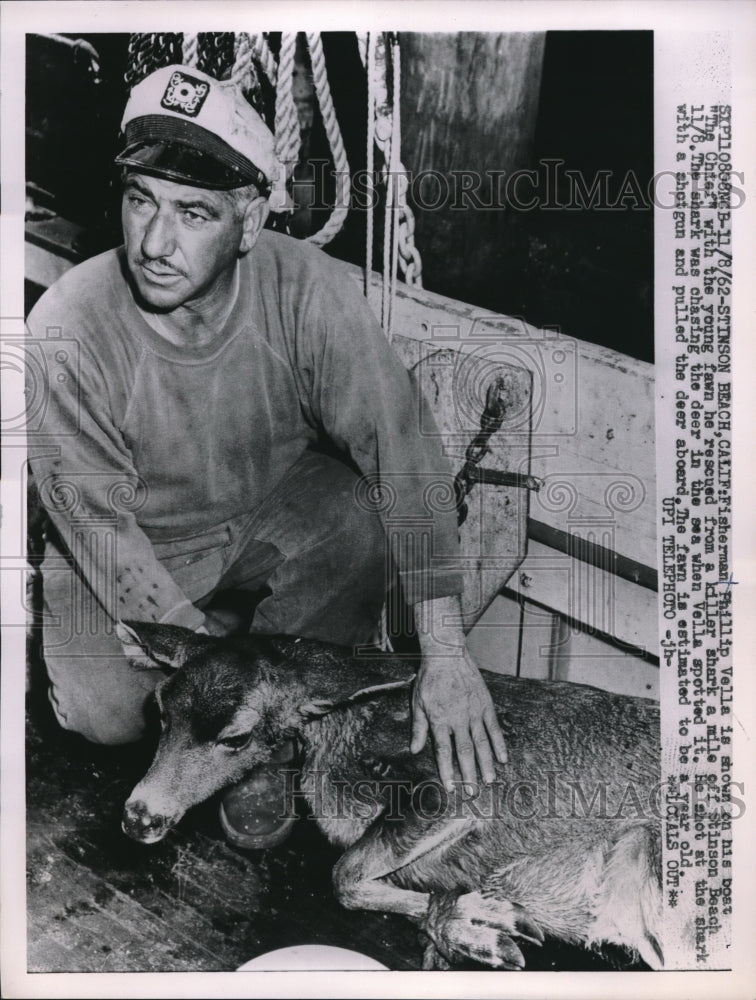 1962 Fisherman Phillip Vella With a Fawn He Saved From a Shark - Historic Images