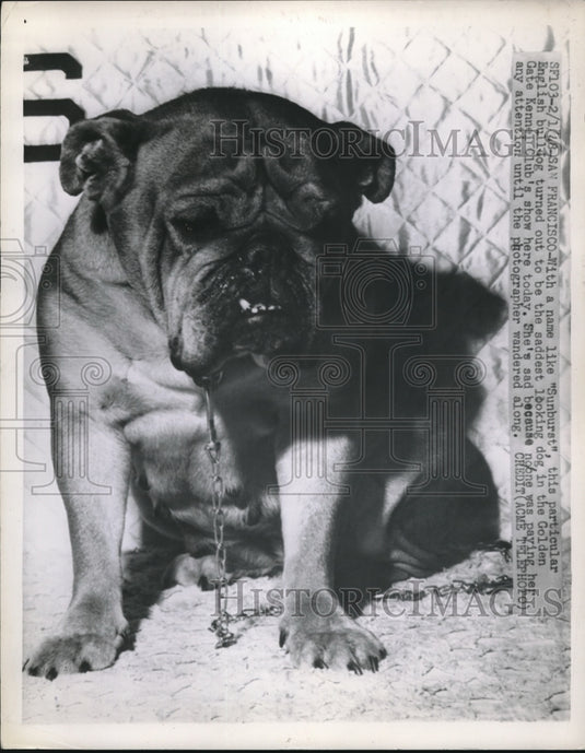 1948 Press Photo Sad Sunburst English Bulldog at Golden Gate Kennel Club Show-Historic Images