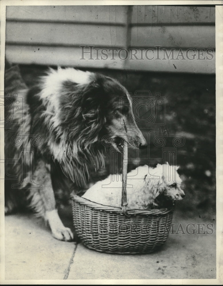 1930 Press Photo 24-Year-Old Dog Buddle Boasts Bobbed Hair and Traveling Record-Historic Images