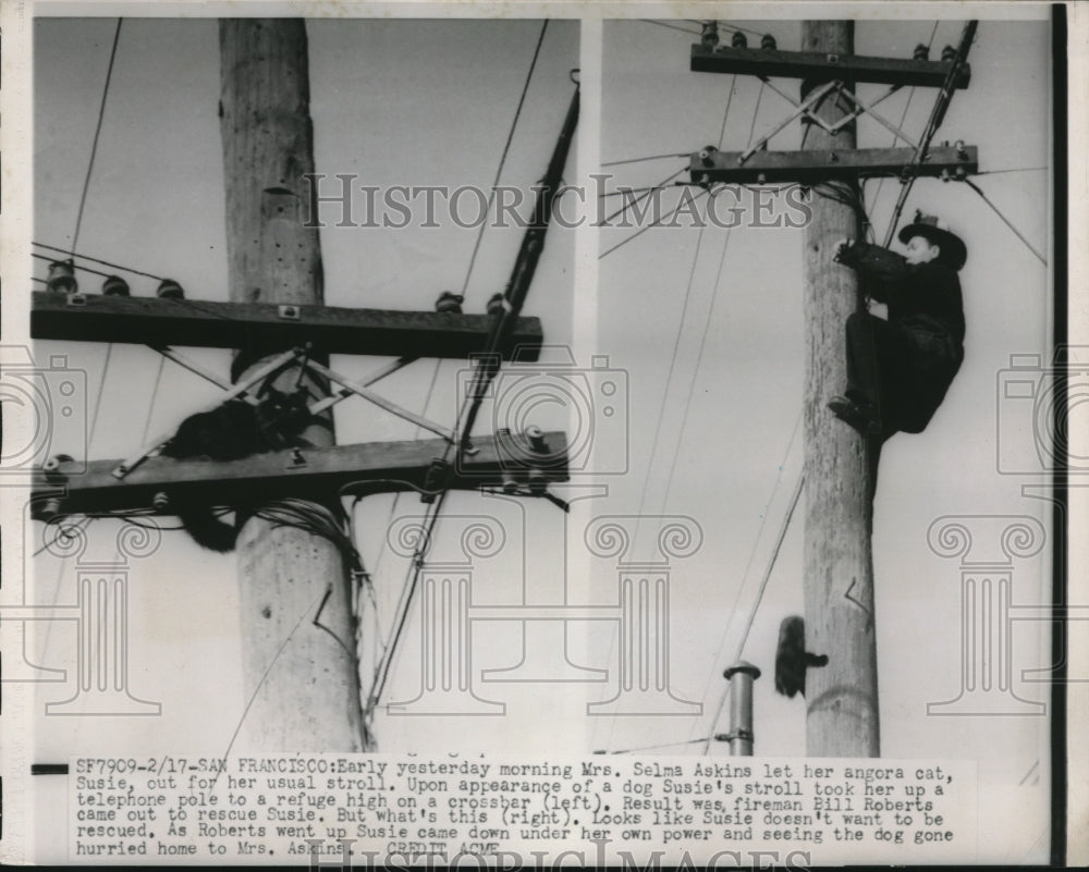 1951 Angora cat Susie refused to be rescued by Fireman Bill Roberts - Historic Images