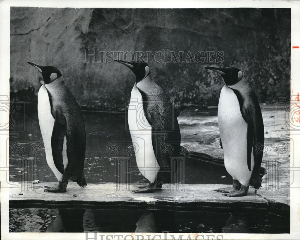 1965 Penguins at the Vincennes Zoo in Paris - Historic Images