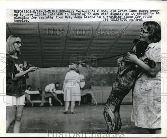 1969 Mary Verburgh's Great Dane Puppy Mrs. John Lazore - Historic Images