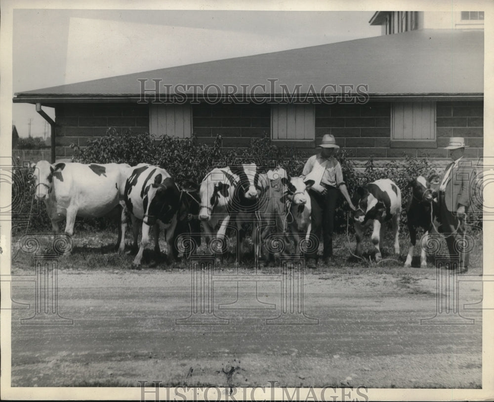 1928 Farmers Tend To Cows On Their Farm - Historic Images