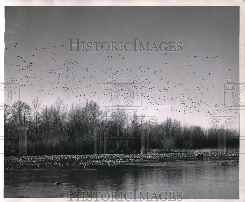 1947 Press Photo mass flight of mallards over Inglewood Bird Sanctuary, Calgary - Historic Images