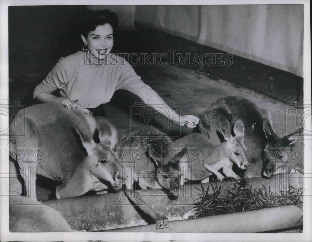 1955 Press Photo Actress Ann Miller Pets Wallabies In Taronga Park Zoo, Sydney-Historic Images