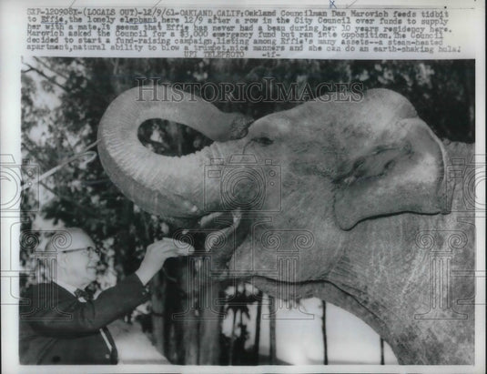 1961 Press Photo Oakland, Calif. Councilman Dan Marovch feeds elephant at zoo - Historic Images