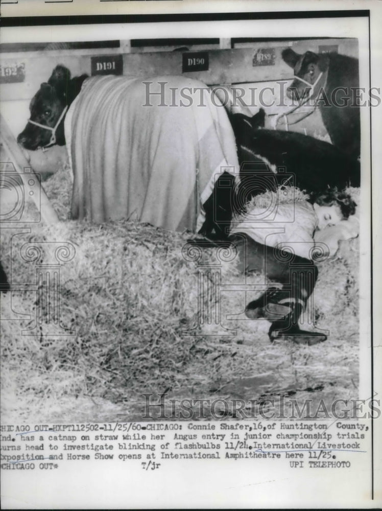 1960 Connie Shafer with her Angus Championship Entry - Historic Images