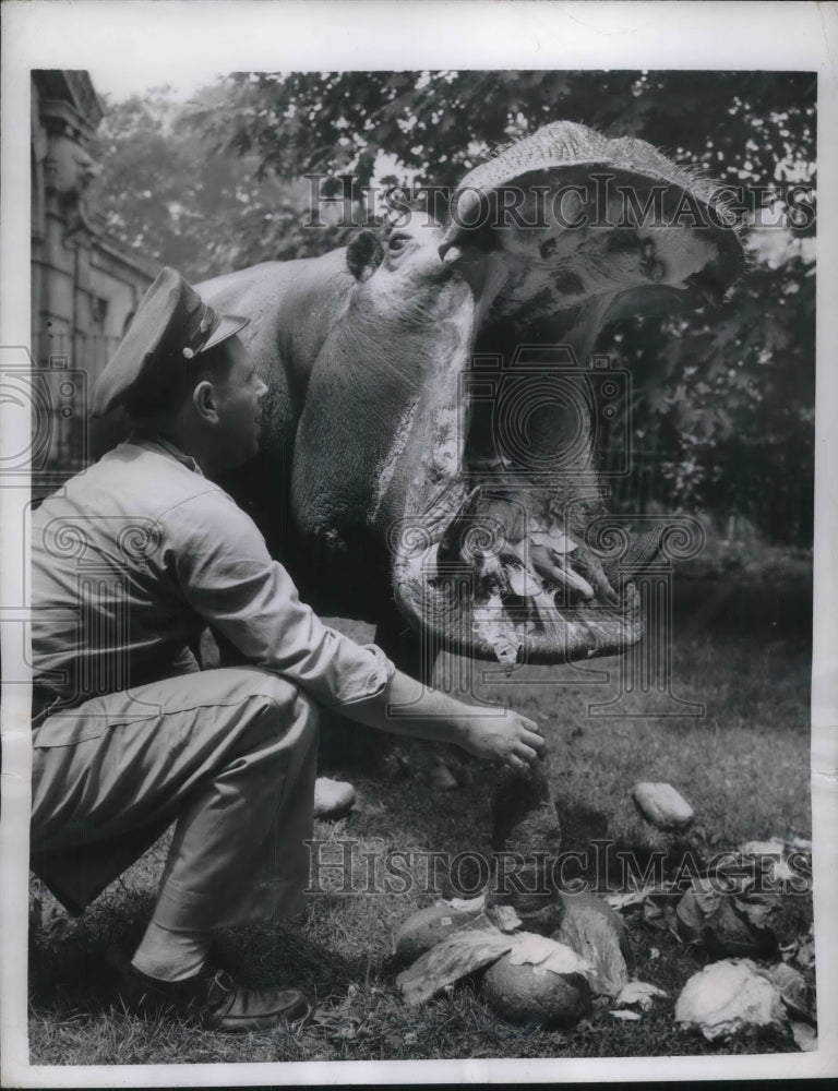 1950 Press Photo Pete Bronx Zoo Hippo Birthday Treat of Cabbages - Historic Images