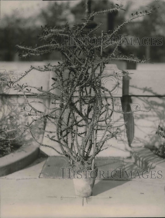 1920 Press Photo Picture Of Crown Of Thorne, Euphorbia Splendens In Washington-Historic Images