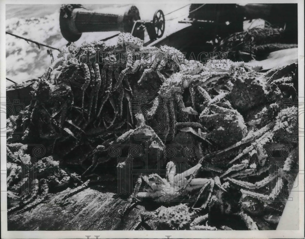 1941 King Crab newly discovered food - Historic Images