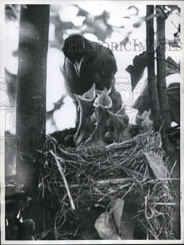 1960 Press Photo mother Robin bird and her babies, Winston-Salem, NC - nec02969-Historic Images