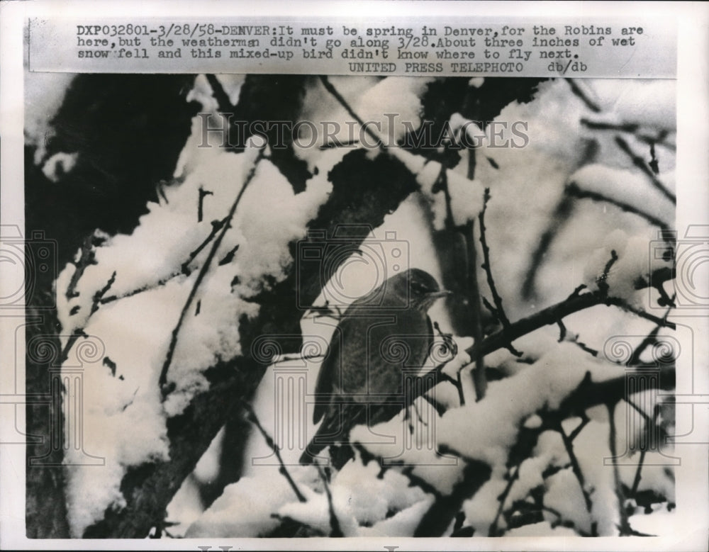 1958 Press Photo Denver Robins on tree in snow - Historic Images