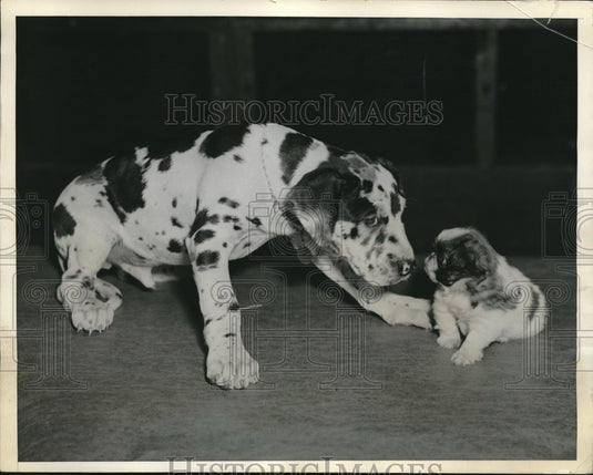 1934 Press Photo Great Danes Nero & Honeyroy Owned By New York Kennel - Historic Images