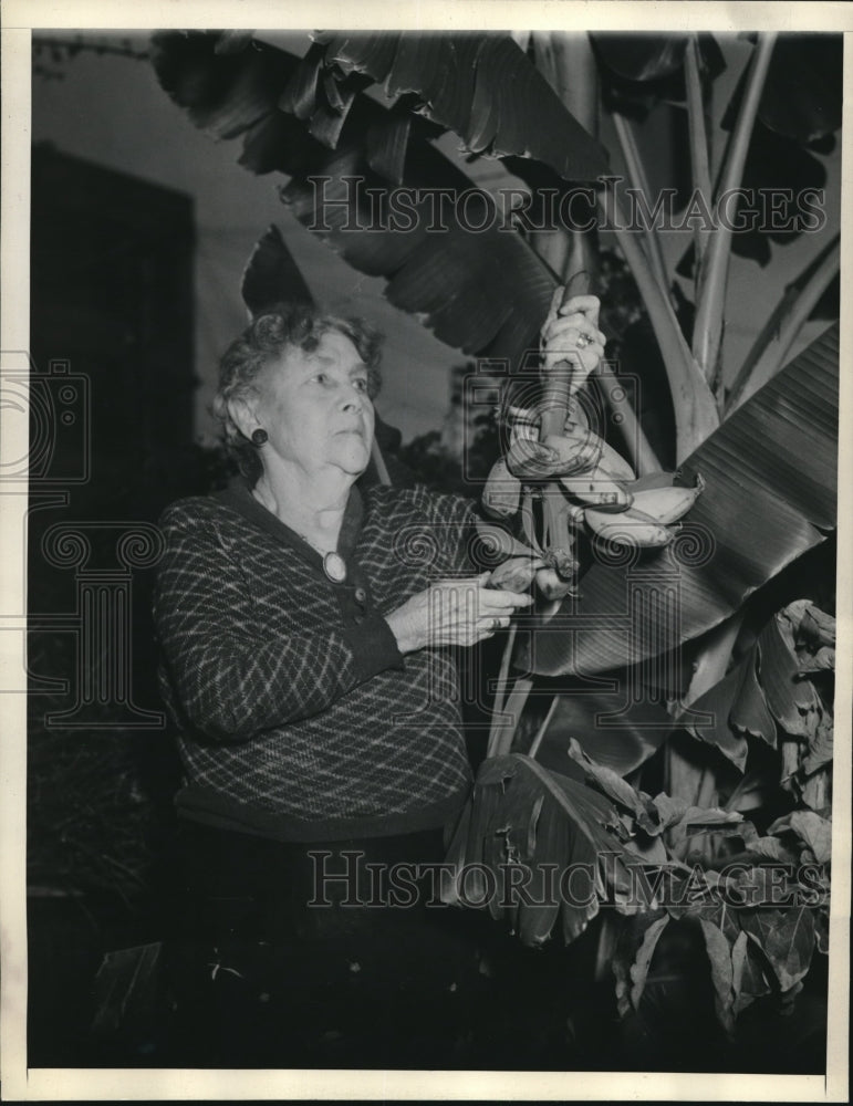 1938 Press Photo Eva Parr Los Angeles Grows Banana Trees-Historic Images