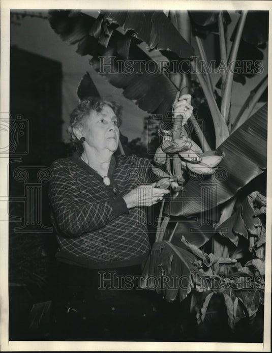 1938 Press Photo Eva Parr Los Angeles Grows Banana Trees-Historic Images