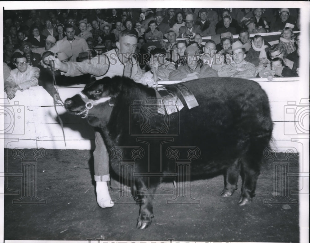 1958 Press Photo 950 Pound Aberdeen Angus Owned &amp; Shown By Chuck Wood Jr. - Historic Images