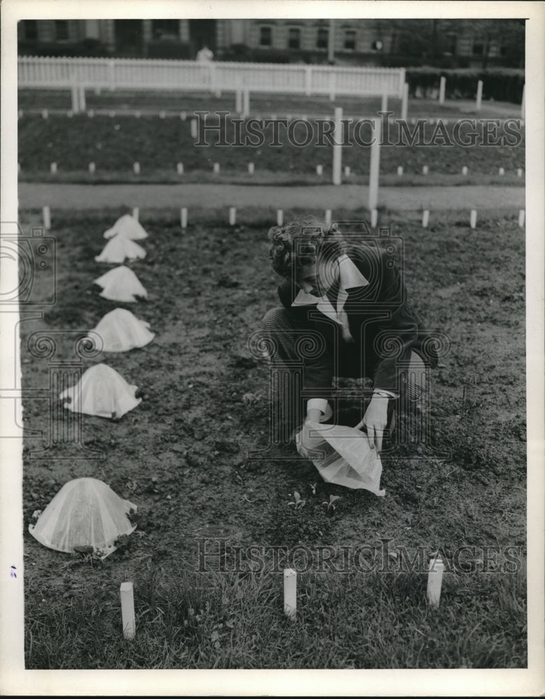 1945 Gardening Cucumber plants - Historic Images