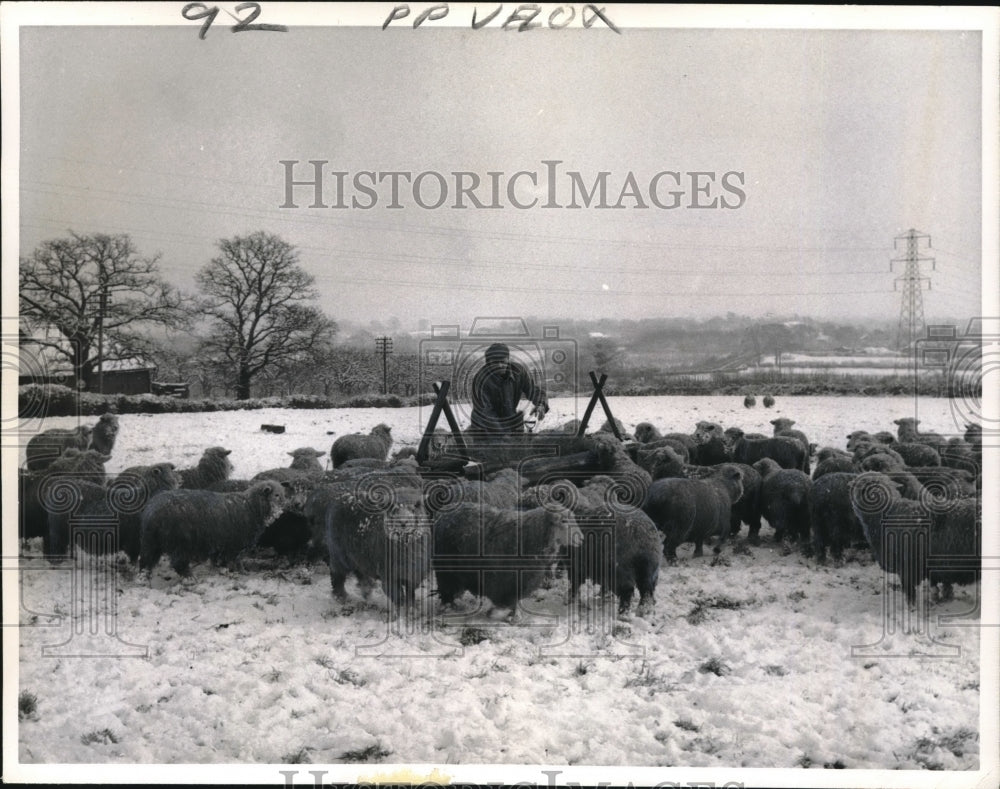 1964 Press Photo English sheep await food in snow-Historic Images