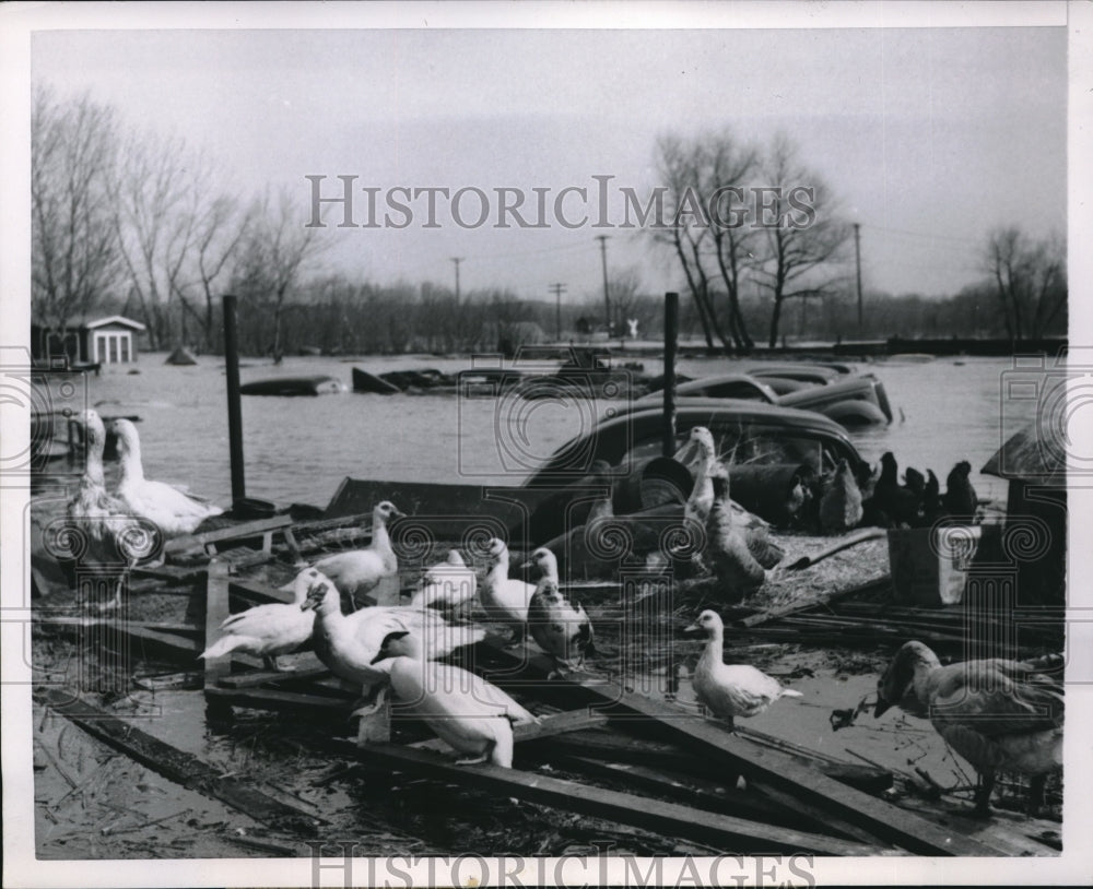 1952 Ducks Don&#39;t Mind Flooding in Minnesota  - Historic Images