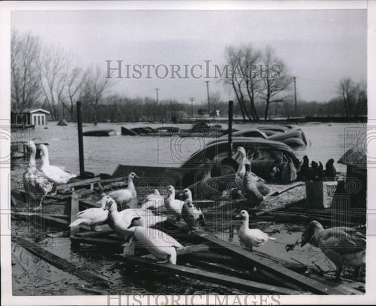 1952 Ducks Don't Mind Flooding in Minnesota  - Historic Images