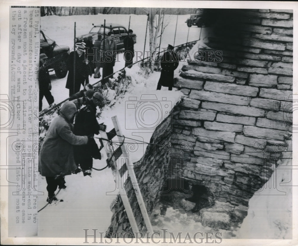 1951 Press Photo Como Park Zoo Bears Being Rescued after Falling - Historic Images
