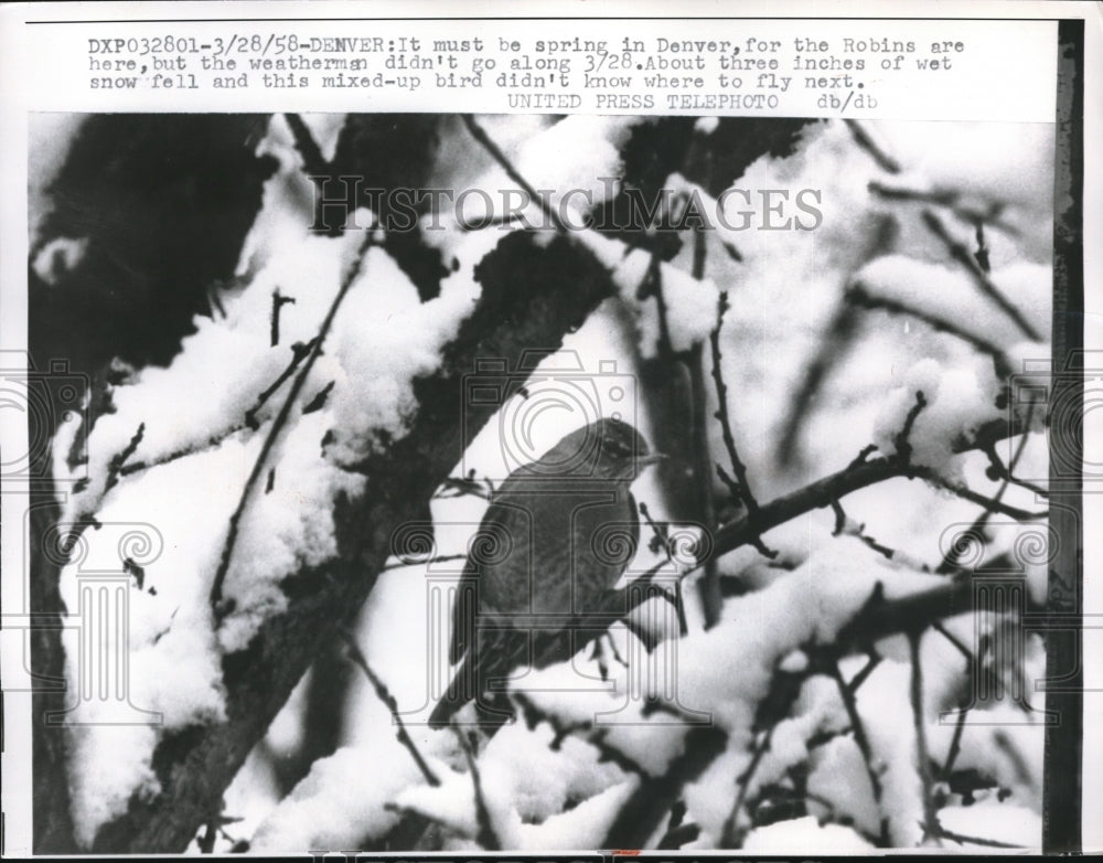 1958 Press Photo Denver, Colo.Robins in snow that fell late in season - Historic Images