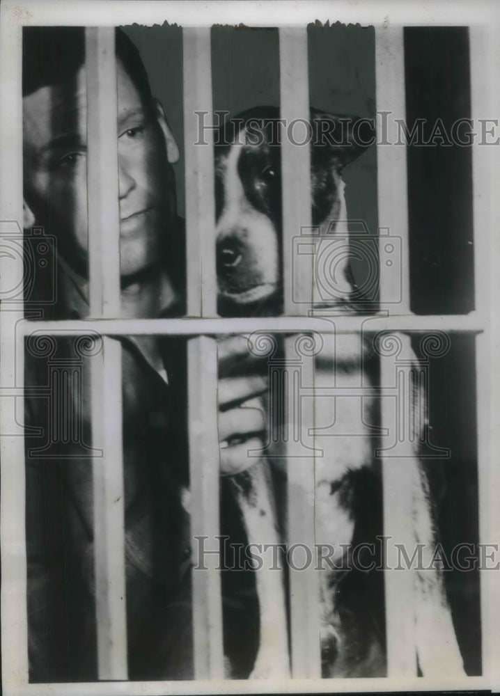 1939 Press Photo &quot;Napolean&quot; Boston Bull gazes thru bars after court martial - Historic Images