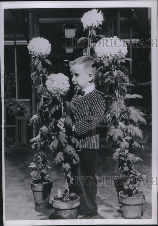 1954 Press Photo Alan Crawford at Annual Chrysanthemum Show in Minneapolis-Historic Images