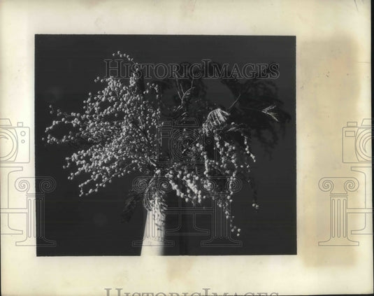 1955 Amateur gardner's Acacia tree in bloom - Historic Images
