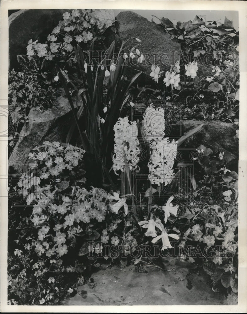 1955 stately Hyacinths, perfect flowers for rock gardens - Historic Images