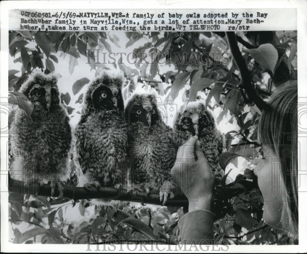 1969 Press Photo Mayville, Wis. baby owls at Ray Bachhuber home - nec07404-Historic Images