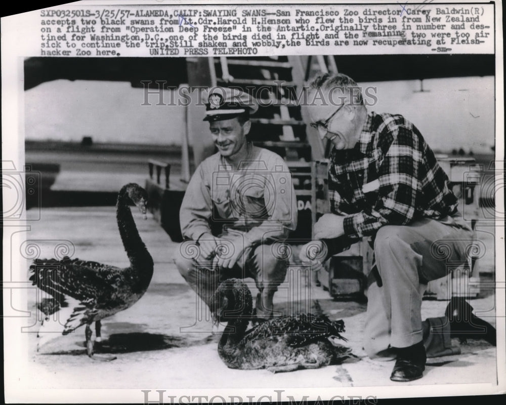 1957 Alameda, Calif Carey Baldwin & Lt Cdr HH Henson & black swans - Historic Images