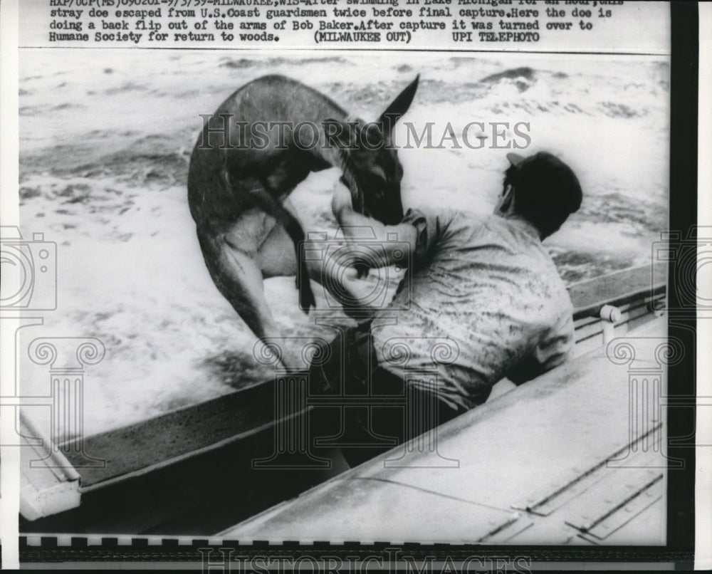 1959 Press Photo Milwaukee, Wis US Coast Guardman rescues a deer from the ice-Historic Images