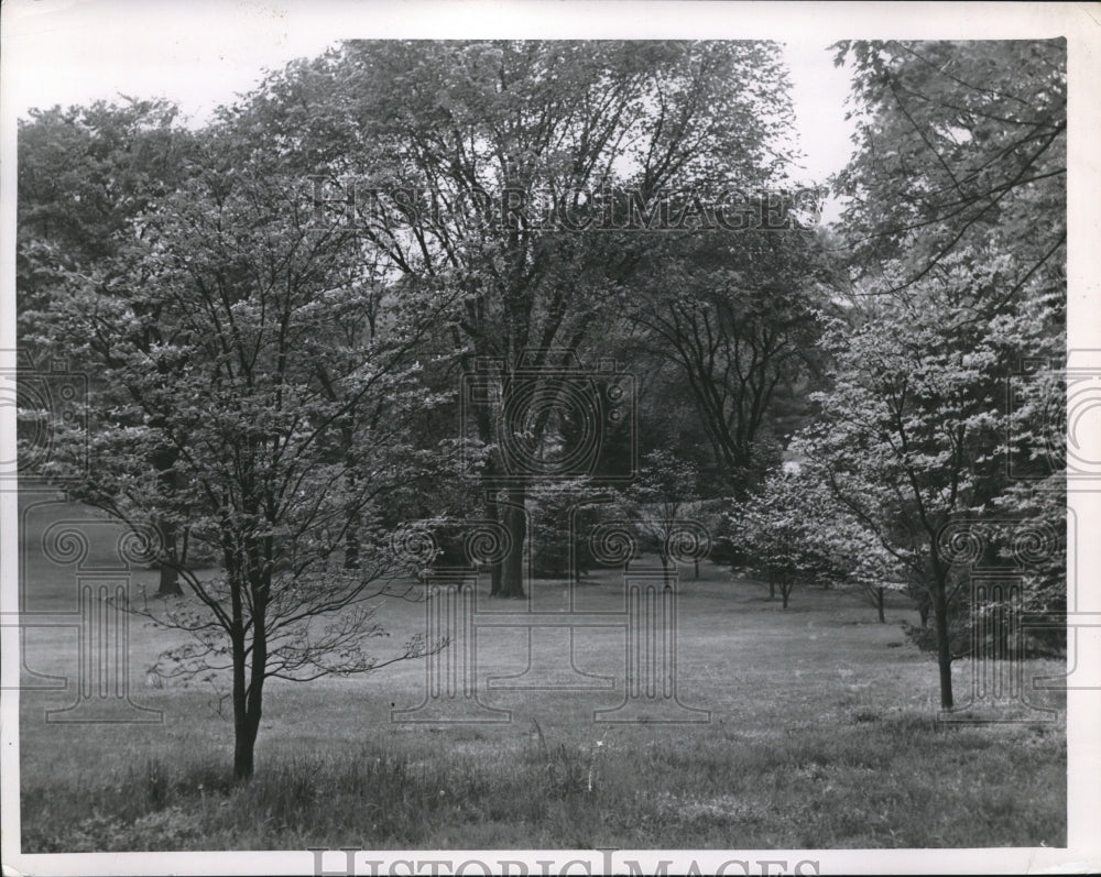 1952 Yard of Courtney Burton Estate in Gates Mill - Historic Images